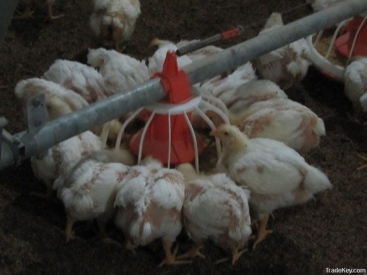 Poultry Automatic Feeding System