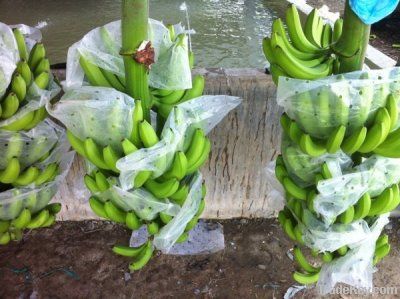 Fresh Cavendish Banana