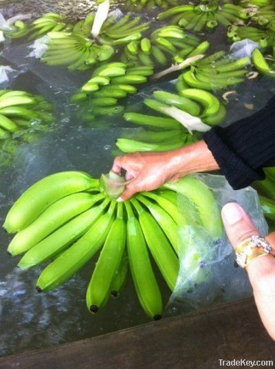 Fresh Cavendish Banana