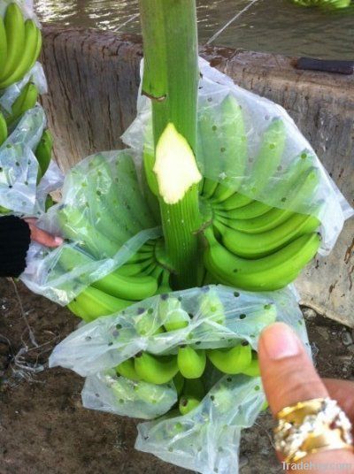 Fresh Cavendish Banana