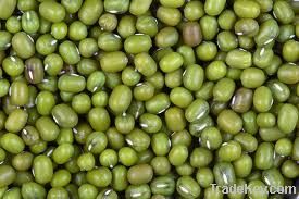 Hig Quality Mung Beans