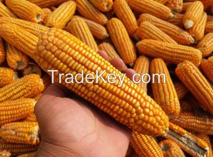 Yellow Corn