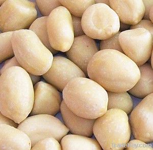 New crop blanched peanut kernels