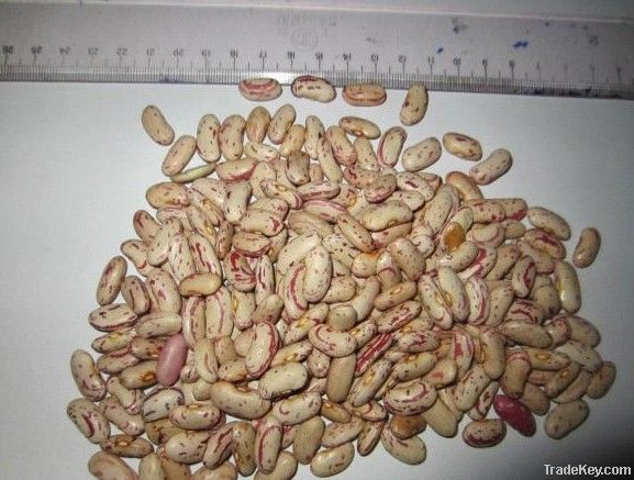 LSKB, Light Speckled Kidney Beans