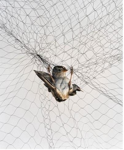 bird net