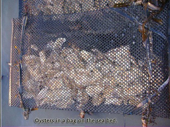 PE Oyster Bag