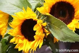 import sunflower oil,pure sunflower oil suppliers,pure sunflower oil exporters,sunflower oil manufacturers,refined sunflower oil traders,