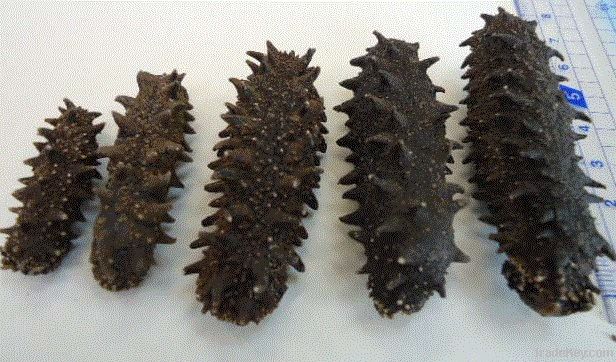 Dried Sea Cucumber