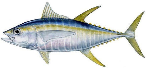 Yellowfin Tuna