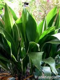 Variegated Aspidistra