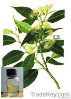 Eucalyptus Oil