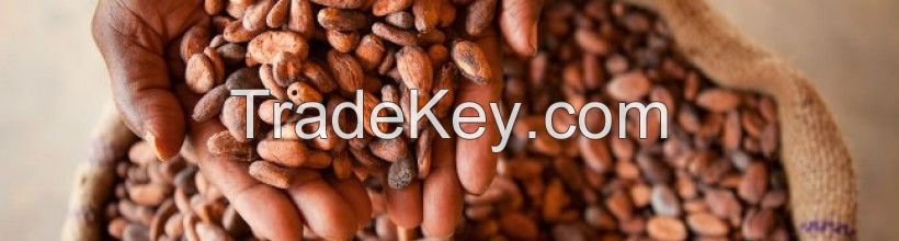 Cocoa Beans