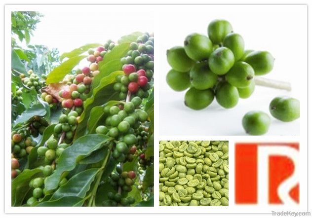 100% nature Green Coffe Bean Extract