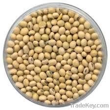 organic soybean