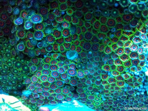 Zoanthid button polyps