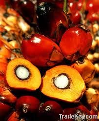 Crude Palm Oil