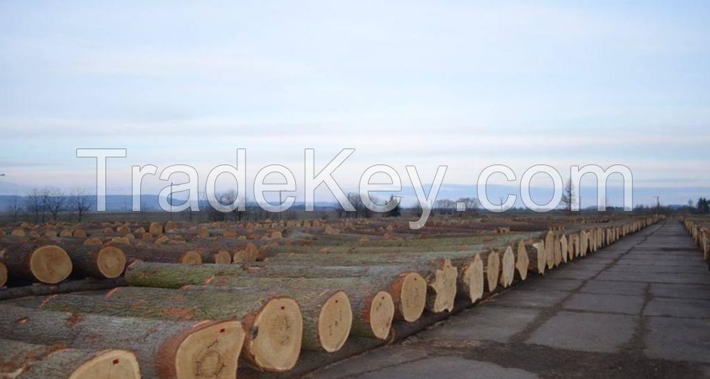 Fresh Cut Red Oak Logs From Europe