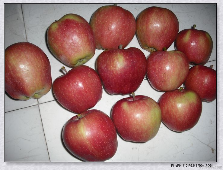 red star apple