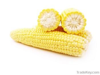 Maize corn