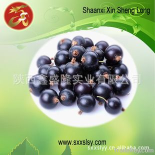 black currant extract