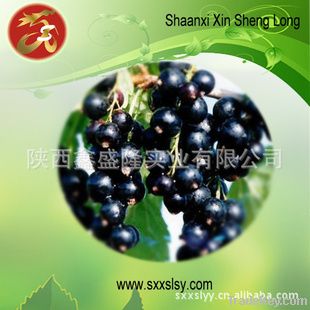 black currant extract