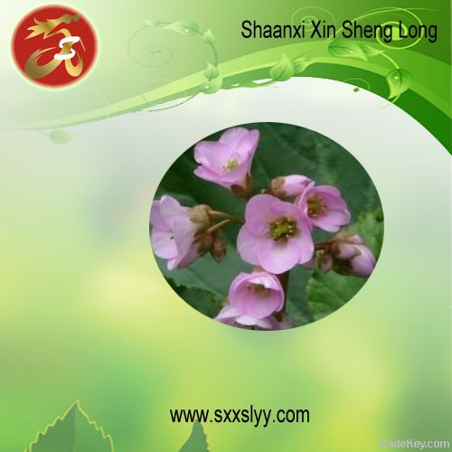 Bergenia purpurascens Extract