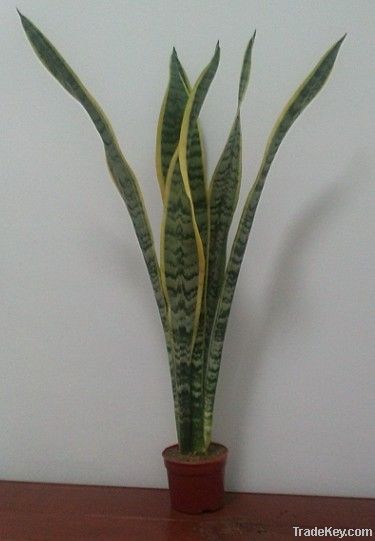 Sansevieria