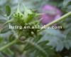 Tribulus Terrestris plant extract powder