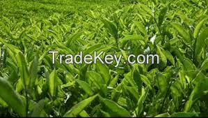 green tea leaves