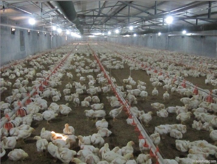 Automatic Poultry Farm Equipment