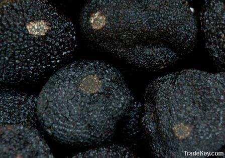 Tuber Melanosporum Vitt - Black Winter(Perigord) Truffle