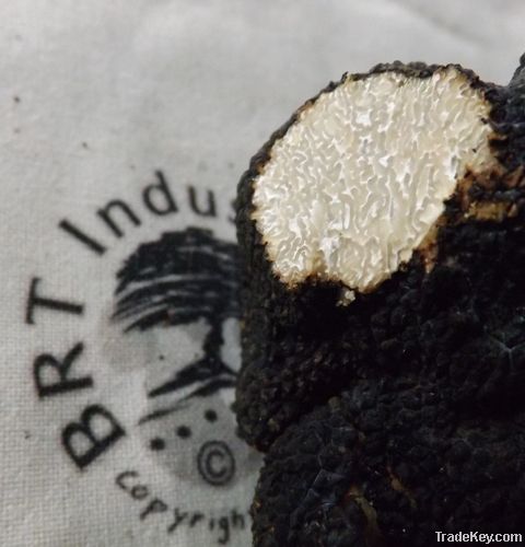 Black Summer Truffles - Tuber Aestivum Vitt