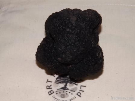 Black Summer Truffles - Tuber Aestivum Vitt