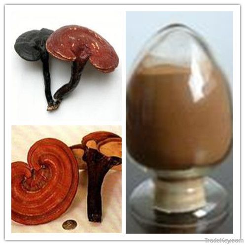 Reishi Mushroom Extract Powder