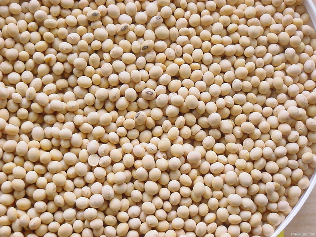 Non-Gmo Yellow Soybeans 