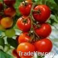 Tomato Extract