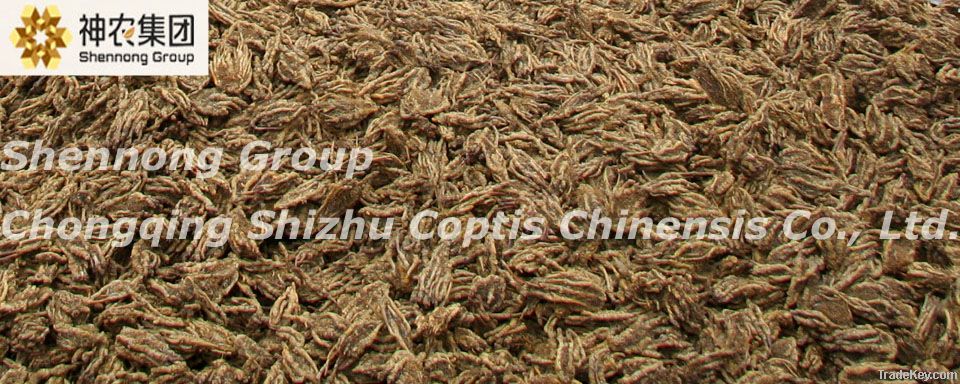 Shizhu Coptis chinensis with largest output of world