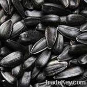 New Crop Sunflower Seeds Suppliers | Sunflower Seed Exporters, | Sunflower Black Seed  | Striped Black Seed | Flowers Seed | Sunflower Kernels