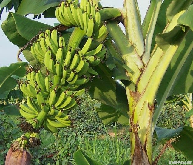 cavendish banana