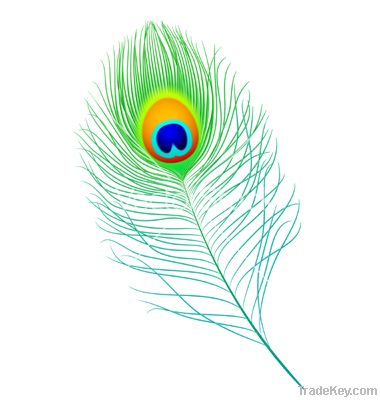 Peacock Feather