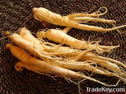 panax ginseng extract