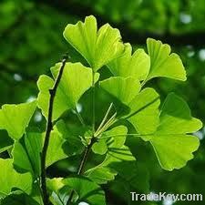 Ginkgo biloba extract