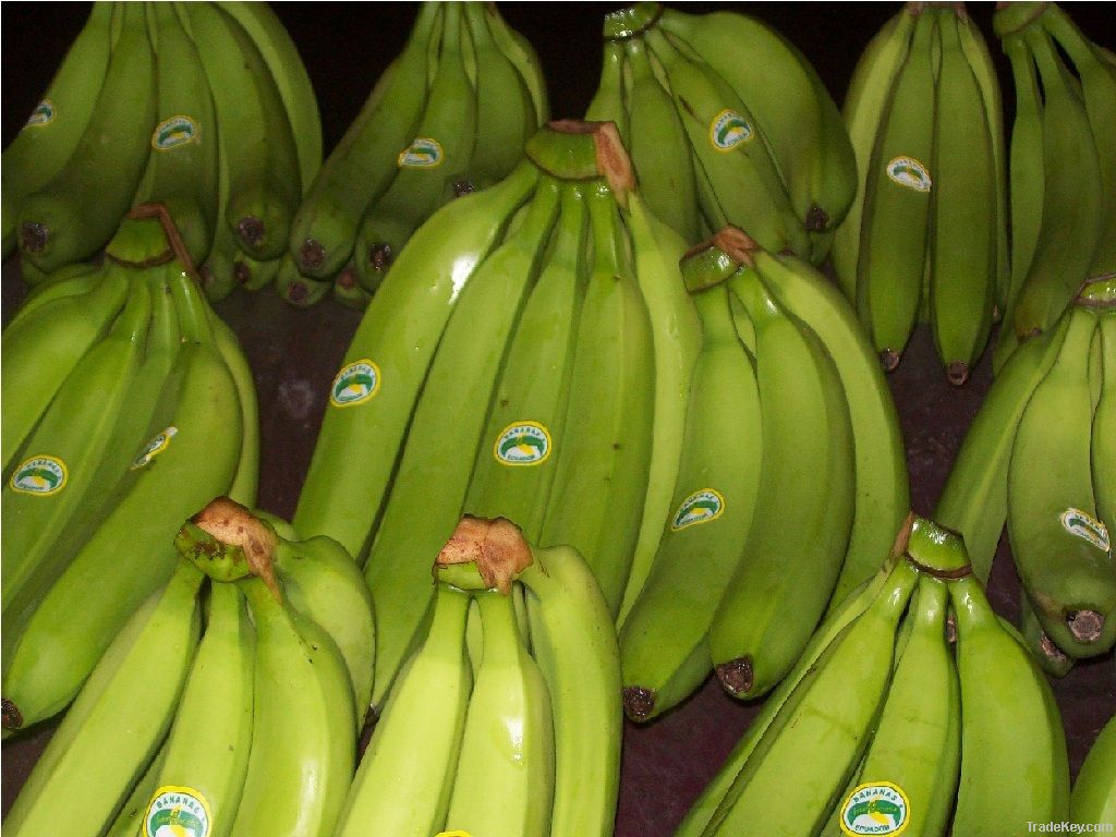 Premium Cavendish Class A Fresh Green Ecuadorian Bananas