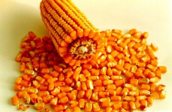 Yellow Maize & Yellow Corn