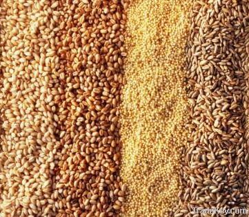 We sell  Grain  (Forward Contract)