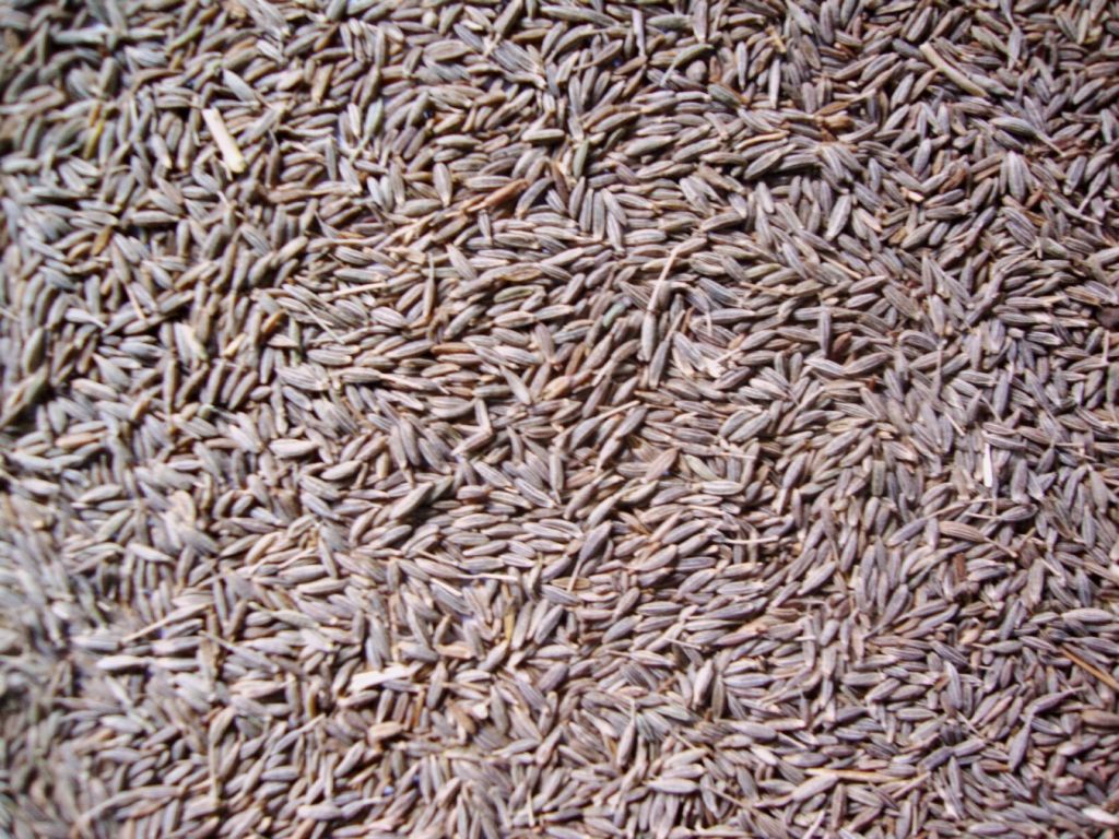 Cumin Seed