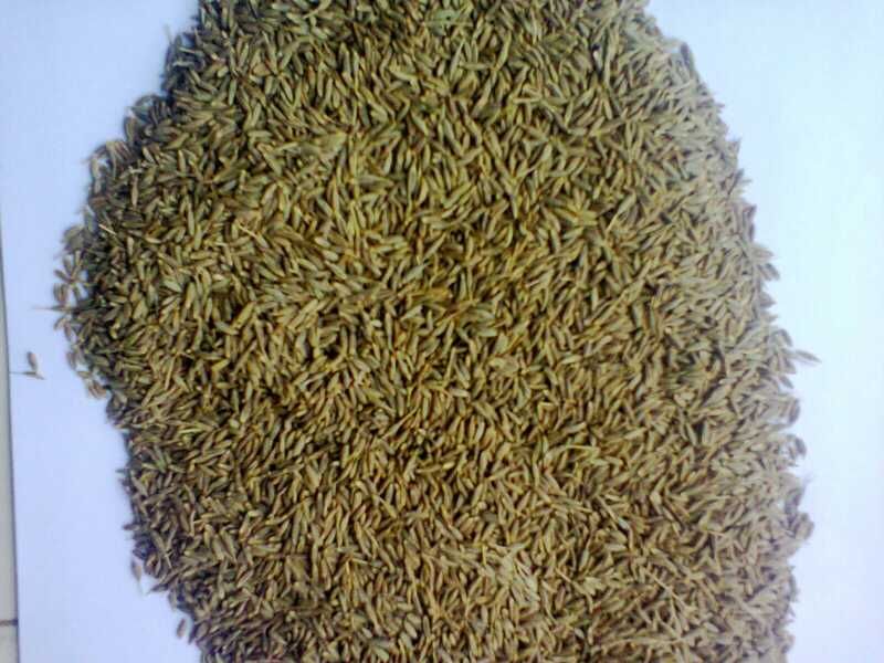 Cumin Seed