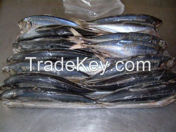 Frozen Squid Whole and squid Tubes