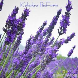 Lavender Oil