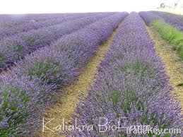 Lavender Oil